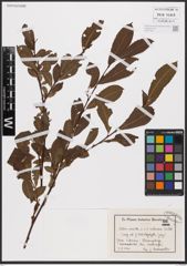 Salix aurita L. x Salix silesiaca Willd.